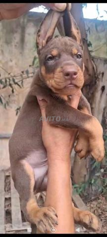 Chiot femelle berger allemand - 2