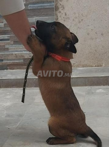 Chiots Malinois - 2