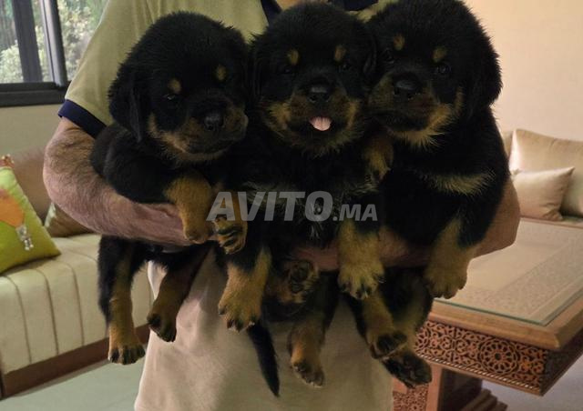 TROIS CHIOTS FEMELLES ROTTWEILLER A VENDRE
