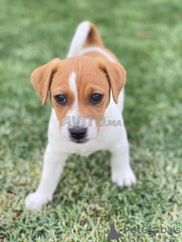 Chiot Jack Russell Terrier - 2