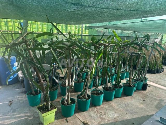 Promotion 50 dh le pot de 2 plantes de pitaya