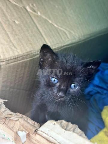Chaton noir aux yeux bleus.