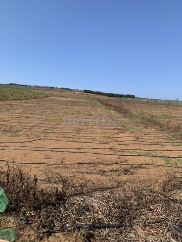 Terrain agricole (ferme) Ouled Berjal - 2