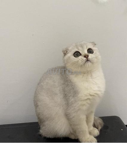 Femelle Scottish Fold Silver âgée de 3 mois - 2
