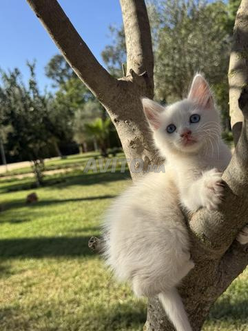 ثلاث قطط بيضاء للبيع عمرها شهر - 2