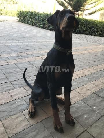 Chiot Femelle Doberman Pinscher Pure Race - 2
