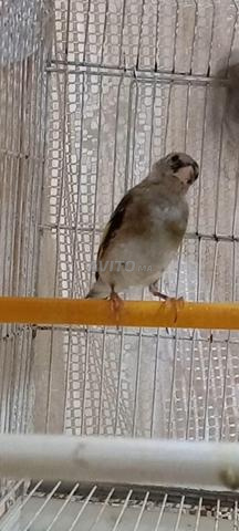 Deux pigeons prêts à se reproduire, en bonne santé - 2