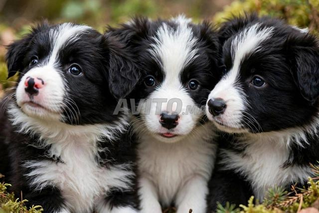 Chiots Border Collie à vendre - 2