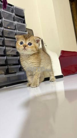 Mâle Scottish fold Golden ny22 - 2