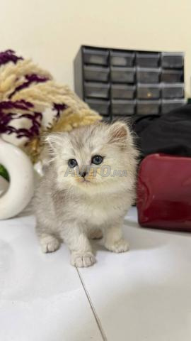 Mâle British Longhair silver shaded - 2