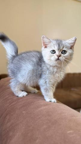 Femelle British shorthair silver shaded - 2