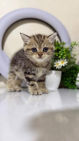 Femelle British shorthair tabby noir - 2