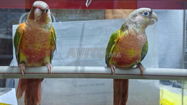 Conure de Molina - 2