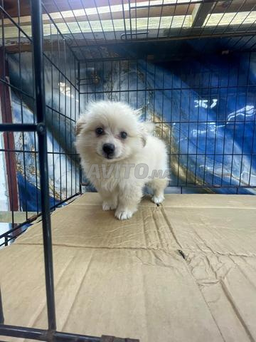 Spitz Pomeranian livraisons partout Maroc - 2