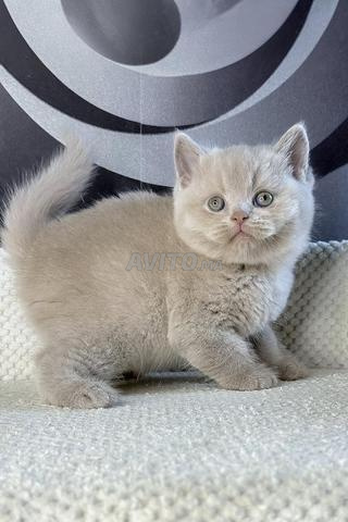 British Shorthair - 2