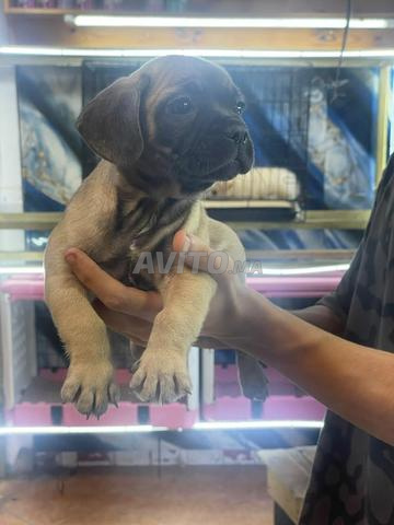 2 chiot carlin en bonne santé - 2