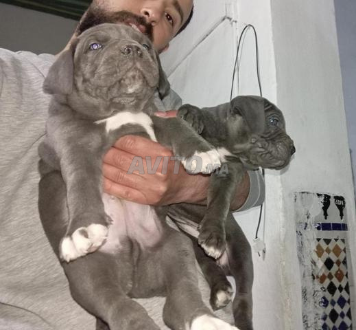 Cani Corso