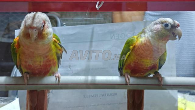 Conure de Molina - 2