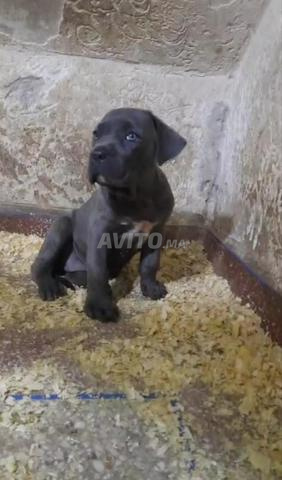 Femelle Cane Corso pure race - 2