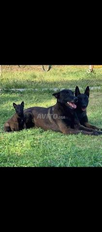 Super chiots Malinois Charboni pure race - 2