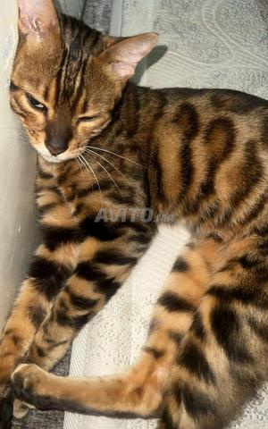 Chat Bengal Femelle Pure Race - Marrakech - 2