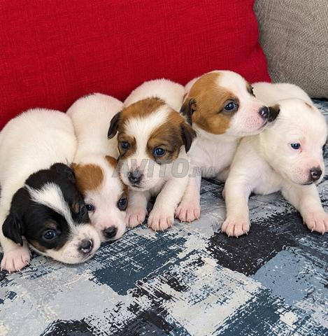 Jack Russell - 2