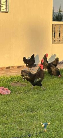 🐔🥚 بيض مخصب دجاج أسترالورب أسود وأزرق للبيع 🥚🐔 - 2