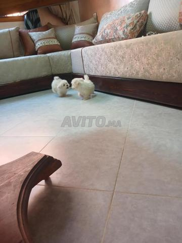 Bichon Maltais - 2