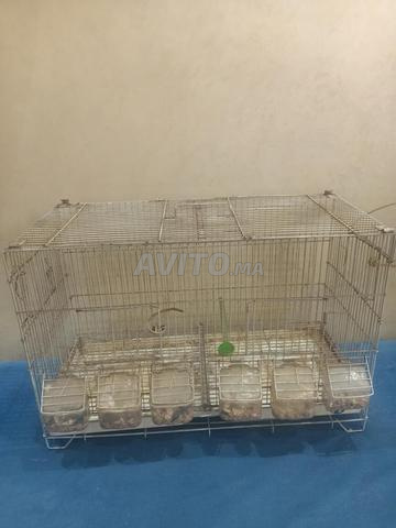Cage pour oisillons cage oiseaux - 2