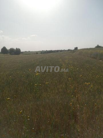 Terrain agricole à vendre - 2