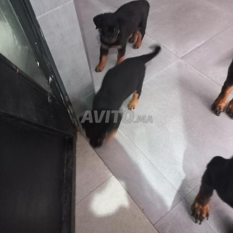 TROIS CHIOTS FEMELLES ROTTWEILLER A VENDRE - 2