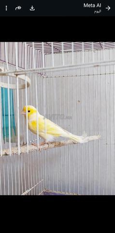 كناري أصفر مالطي هوارة أولاد تايمة - 2