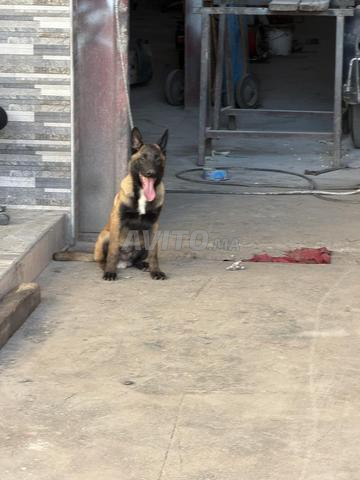 Malinois 3 mois - 2