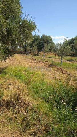 Deux terrains à vendre 2000 et 250m² sur la route d'Ourika - 2