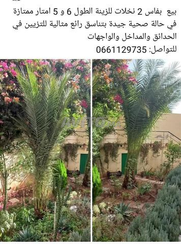 بيع نخلتين زينة - 2