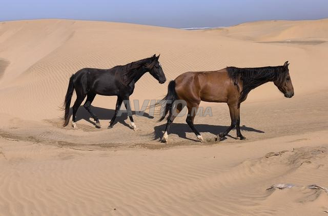 2 chevaux de race Barbe 4 et 5 ans