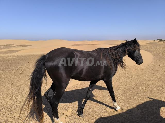 2 chevaux de race Barbe 4 et 5 ans - 2