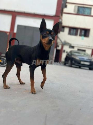 زوج بينشر للبيع - 2