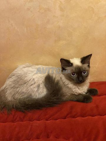 Chaton femelle balinais 4 mois et demi - 2