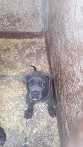 Chiots Cane Corso pure race - 2