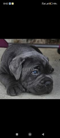Chiots Cane Corso pure race