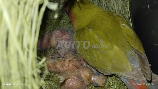 ذكر وأنثى طائر روز مع الفراخ - 2