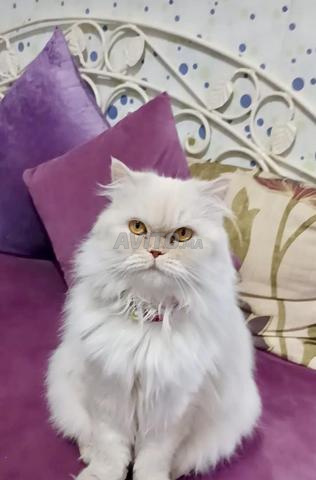 دولي بيرسان أنثى