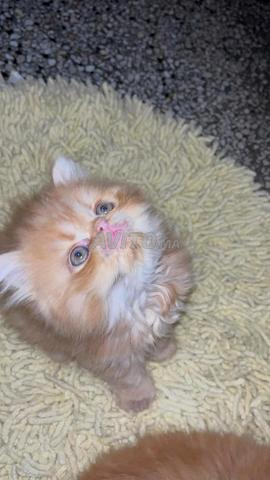 Chatons persans - 2
