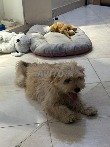 Caniche à vendre à 4 mois mal vacciné - 2