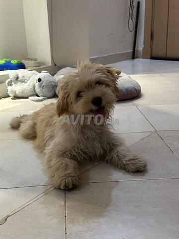 Caniche à vendre à 4 mois mal vacciné