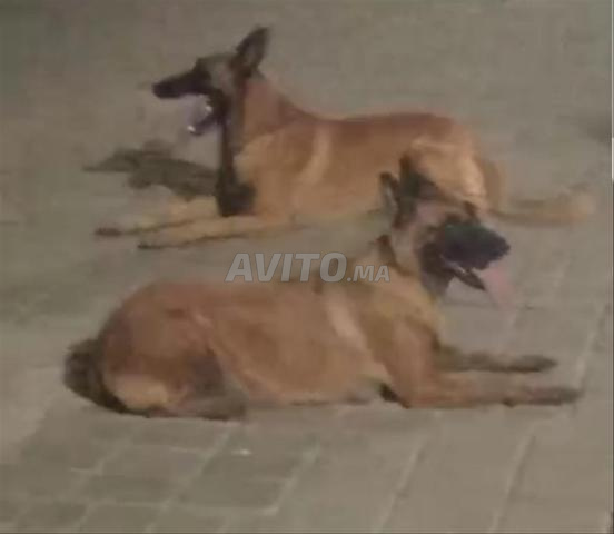 Chiens de garde - 2