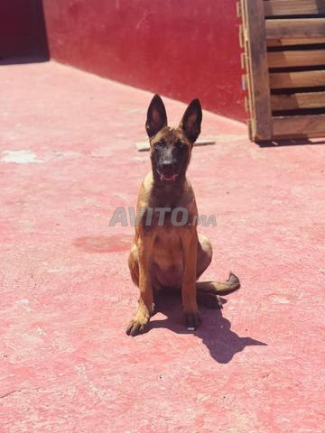 Malinois 4 mois - 2