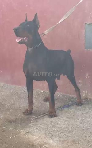 Doberman de race pure - 2