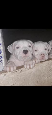 Chiot Dogo Argentino - 2